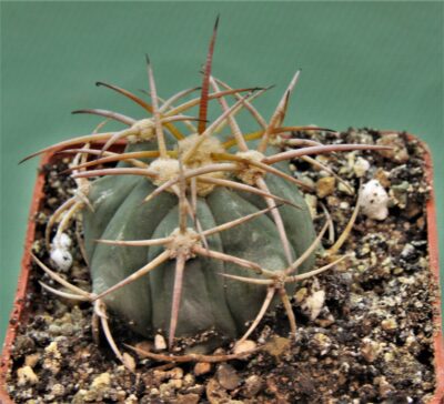 echinocactus-horizonthalonius-kmr-21-8