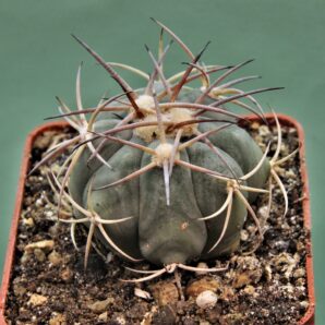 echinocactus-horizonthalonius-kmr-21-9