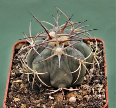 echinocactus-horizonthalonius-kmr-21-9