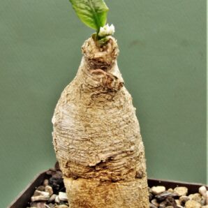 euphorbia-primulifolia-madagascar-1