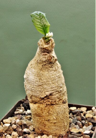 euphorbia-primulifolia-madagascar-1