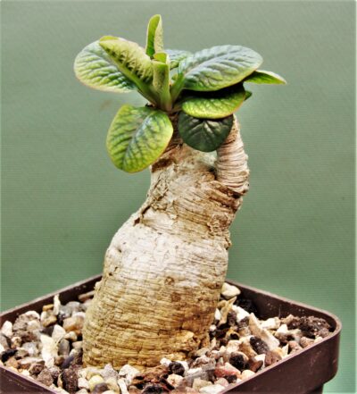 euphorbia-primulifolia-madagascar-2 - Зображення 2