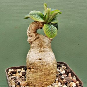 euphorbia-primulifolia-madagascar-2