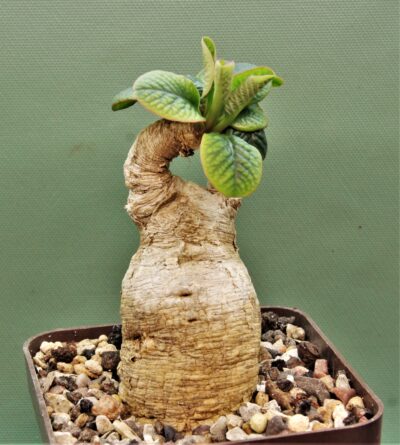 euphorbia-primulifolia-madagascar-2
