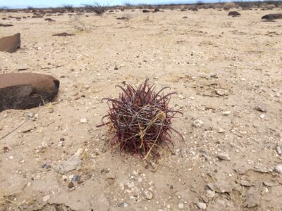 Ferocactus fordii v. grandiflorus, Sierra Santa Clara, BCS - Зображення 3