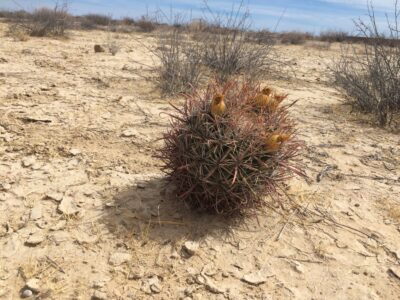Ferocactus fordii v. grandiflorus, Sierra Santa Clara, BCS - Зображення 4