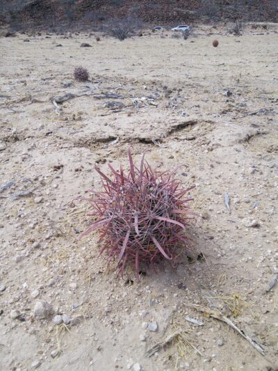 Ferocactus fordii v. grandiflorus, Sierra Santa Clara, BCS - Зображення 5