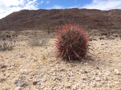 Ferocactus fordii v. grandiflorus, Sierra Santa Clara, BCS - Зображення 2