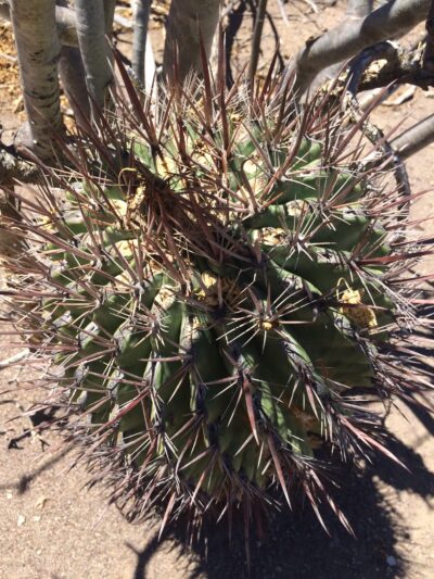 Ferocactus peninsulae, Rancho Las Virgenes, BCS - Зображення 2