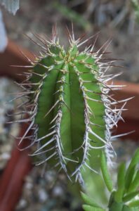 Звичайна форма Euphorbia fruticosa