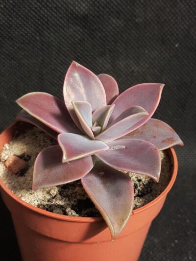 Graptoveria Fred Ives
