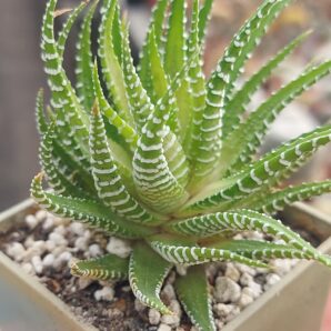 Haworthia fasciata cv. 'White Bird'