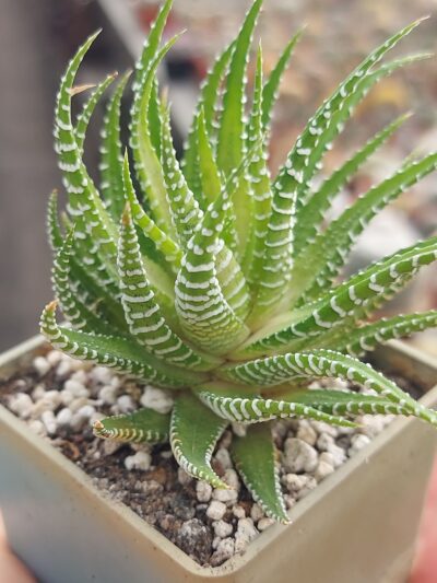 Haworthia fasciata cv. 'White Bird'