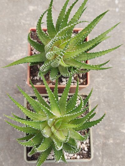 Haworthia fasciata cv. 'White Bird' - Зображення 2