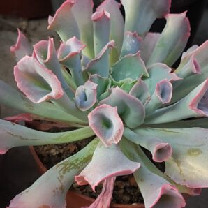 Echeveria Trumpet Pinky