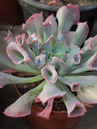 Echeveria Trumpet Pinky