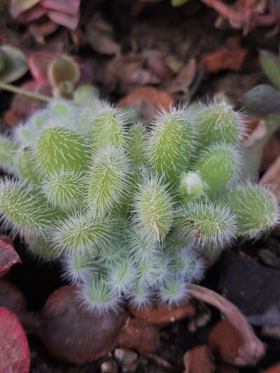 Sedum hintonii - Зображення 2