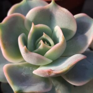 Echeveria Lola