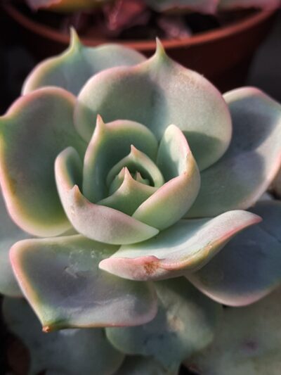Echeveria Lola