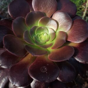 Aeonium Woodoo