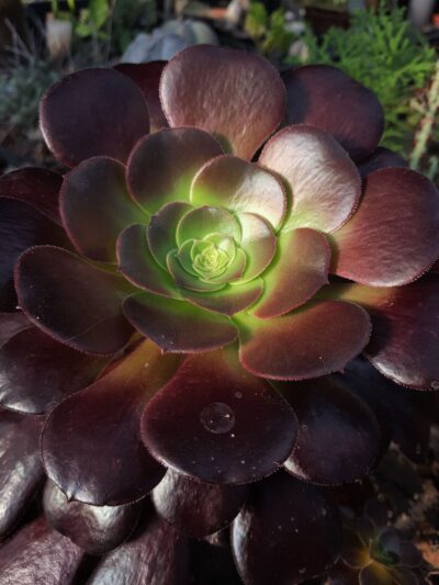 Aeonium Woodoo