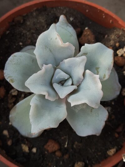 Echeveria Crispate Beauty - Зображення 2