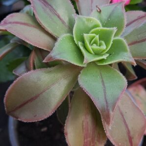 Aeonium leucoblepharum