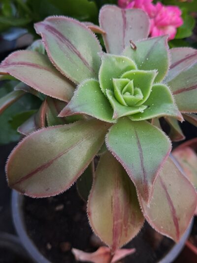 Aeonium leucoblepharum