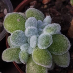 Echeveria pulvinata frosty cristata