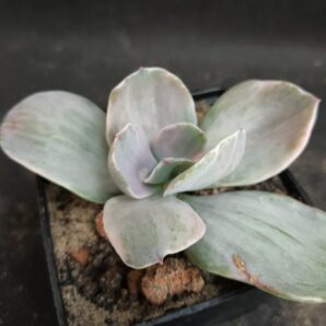 Echeveria metallica variegated