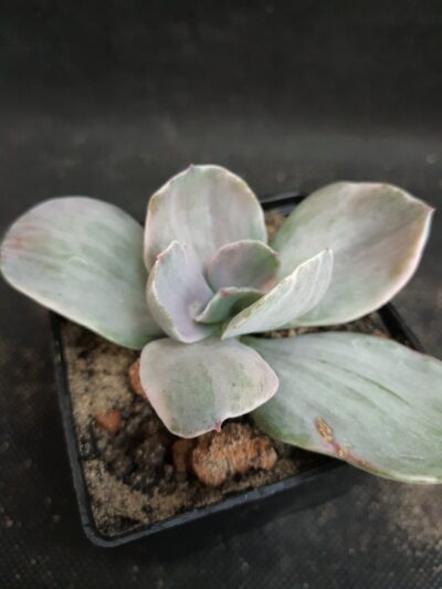 Echeveria metallica variegated