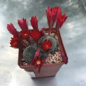 Rebutia solisioides кубик-6 250 гр