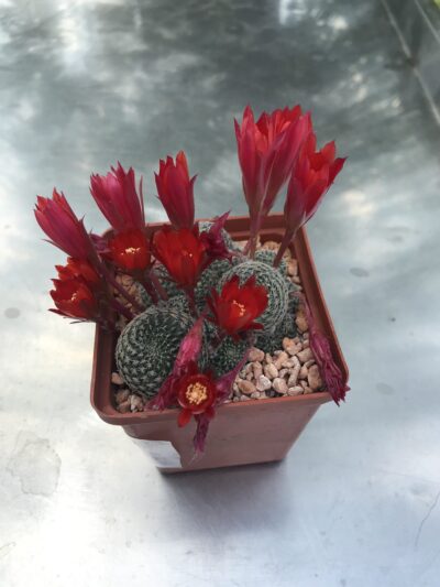 Rebutia solisioides кубик-6 250 гр