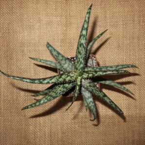 Aloe cv Dark Spider