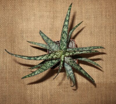Aloe cv Dark Spider