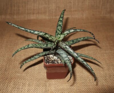 Aloe cv Dark Spider - Зображення 2
