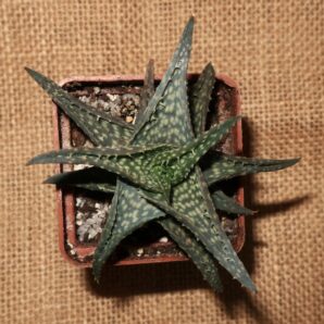 Aloe descoingsii