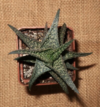 Aloe descoingsii