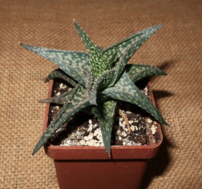 Aloe descoingsii - Зображення 2