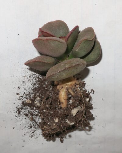 Adromischus marianiae Hallii (Avios Mountain) - Зображення 3