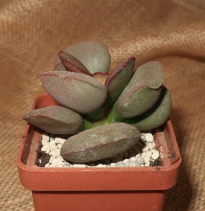 Adromischus marianiae Hallii (Avios Mountain) - Зображення 2