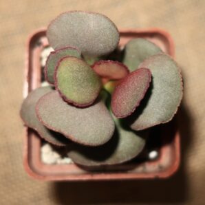 Adromischus marianiae Hallii (Avios Mountain)