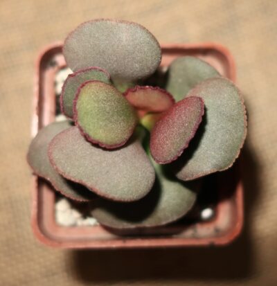 Adromischus marianiae Hallii (Avios Mountain)