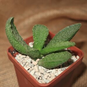 (Копія)Adromischus marianiae cv Limax Arion