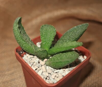 (Копія)Adromischus marianiae cv Limax Arion