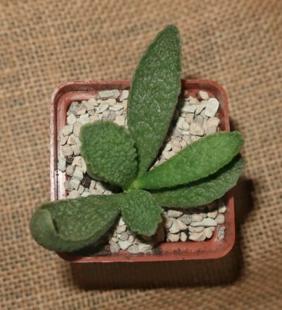 (Копія)Adromischus marianiae cv Limax Arion - Зображення 2