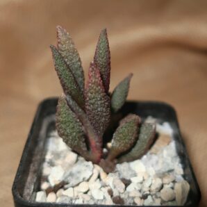 (Копія)Adromischus marianiae herrei Vaalkrans