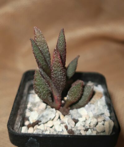 (Копія)Adromischus marianiae herrei Vaalkrans