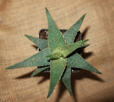 Aloe hybrid - Зображення 2