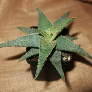 Aloe hybrid